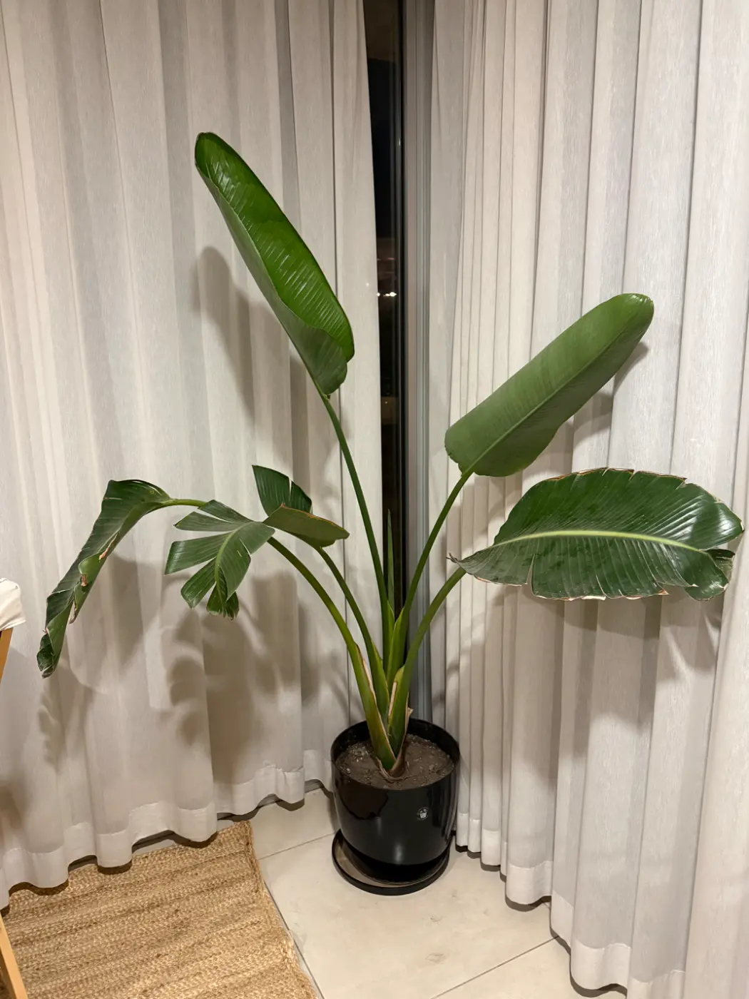 Hermosa planta